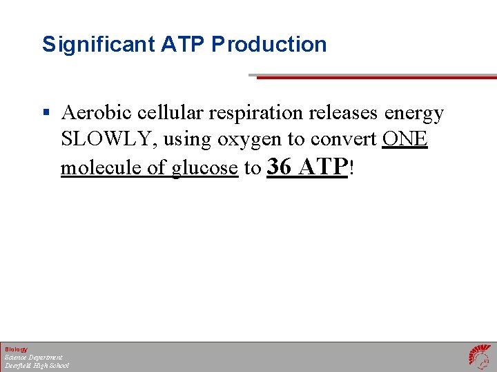 Significant ATP Production § Aerobic cellular respiration releases energy SLOWLY, using oxygen to convert