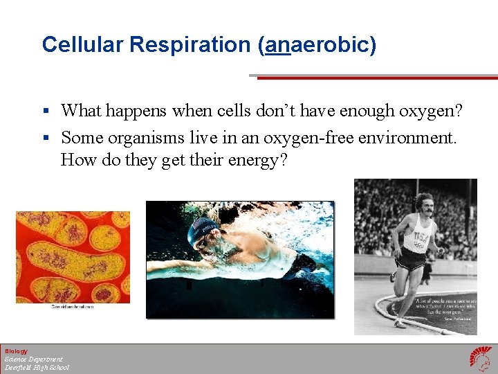 Cellular Respiration (anaerobic) § What happens when cells don’t have enough oxygen? § Some