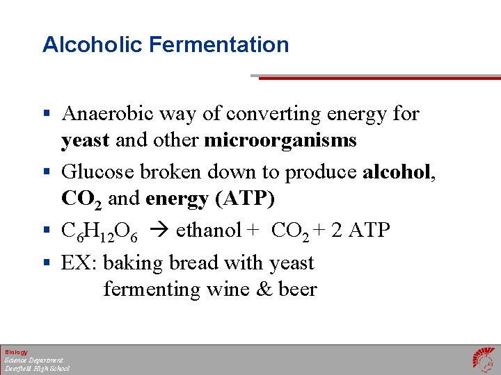 Alcoholic Fermentation § Anaerobic way of converting energy for yeast and other microorganisms §