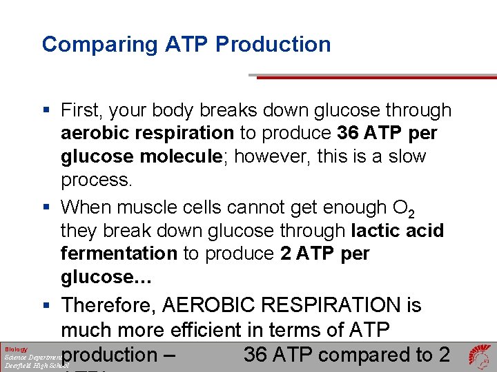 Comparing ATP Production § First, your body breaks down glucose through aerobic respiration to Comparing ATP Production § First, your body breaks down glucose through aerobic respiration to