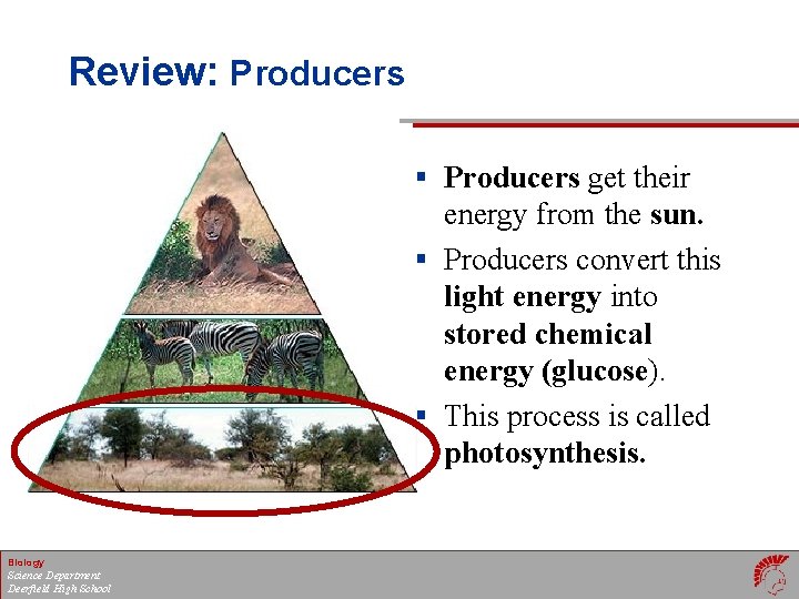 Review: Producers § Producers get their energy from the sun. § Producers convert this