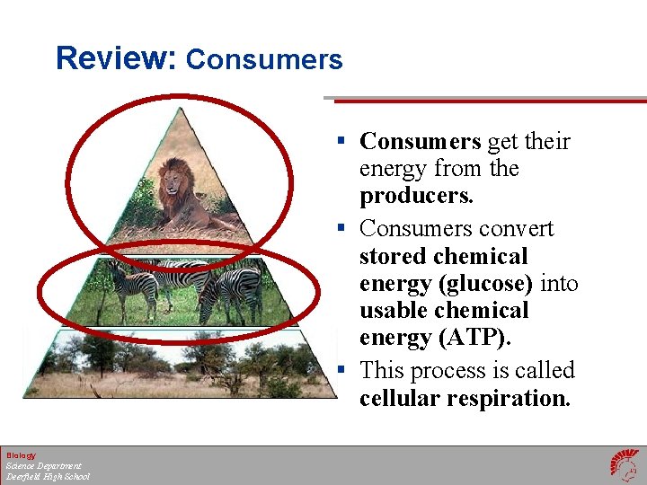 Review: Consumers § Consumers get their energy from the producers. § Consumers convert stored