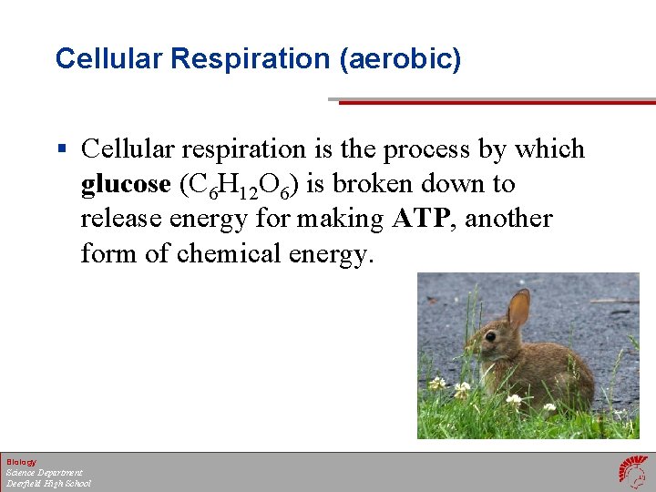 Cellular Respiration (aerobic) § Cellular respiration is the process by which glucose (C 6