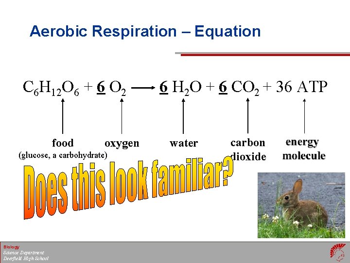 Aerobic Respiration – Equation C 6 H 12 O 6 + 6 O 2