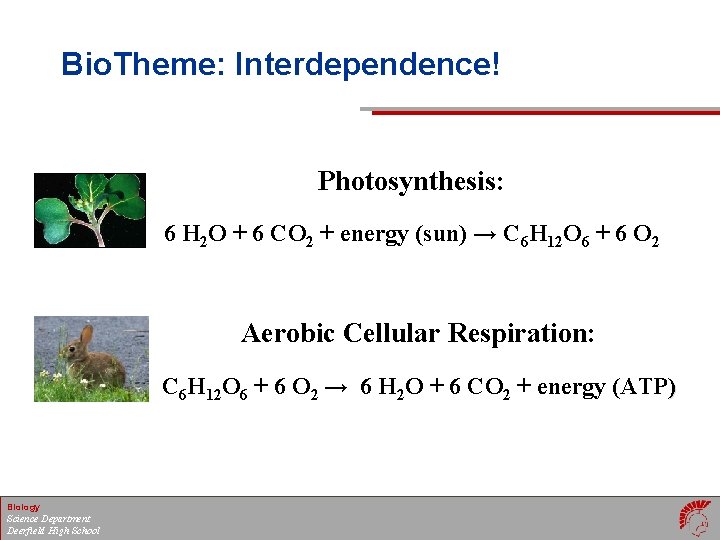 Bio. Theme: Interdependence! Photosynthesis: 6 H 2 O + 6 CO 2 + energy