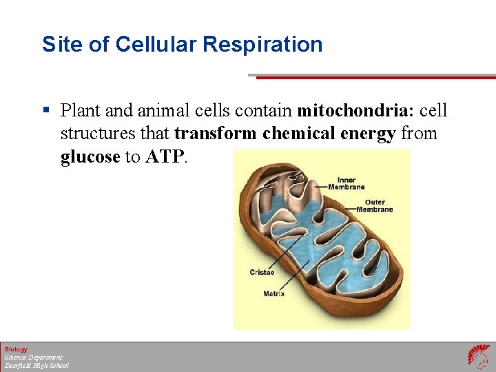 Site of Cellular Respiration § Plant and animal cells contain mitochondria: cell structures that