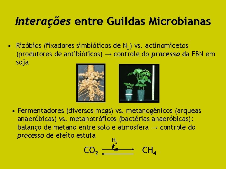 Interações entre Guildas Microbianas • Rizóbios (fixadores simbióticos de N 2) vs. actinomicetos (produtores