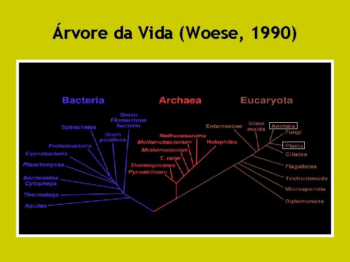 Árvore da Vida (Woese, 1990) 