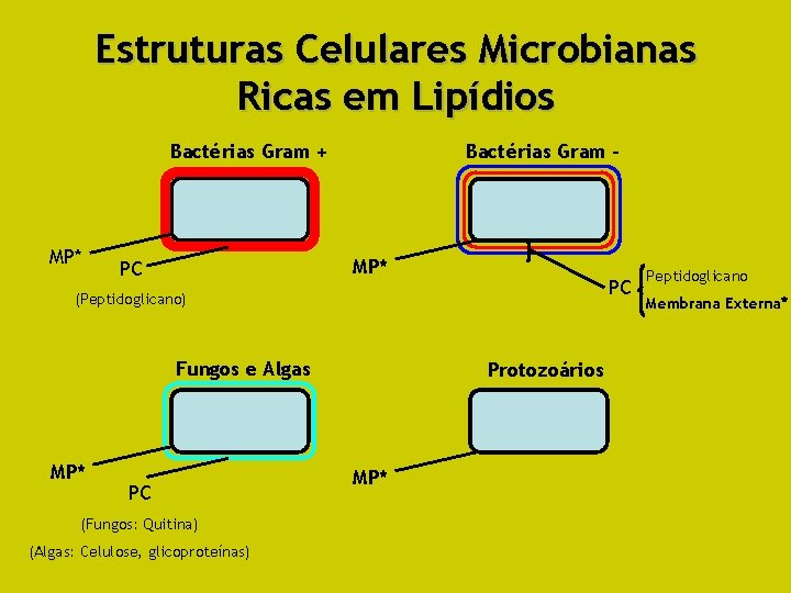 Estruturas Celulares Microbianas Ricas em Lipídios Bactérias Gram + MP* Bactérias Gram - MP*