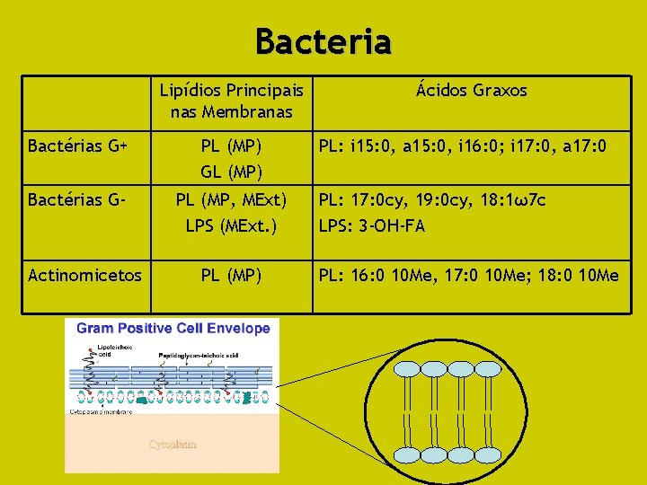 Bacteria Lipídios Principais nas Membranas Bactérias G+ PL (MP) GL (MP) Bactérias G- PL