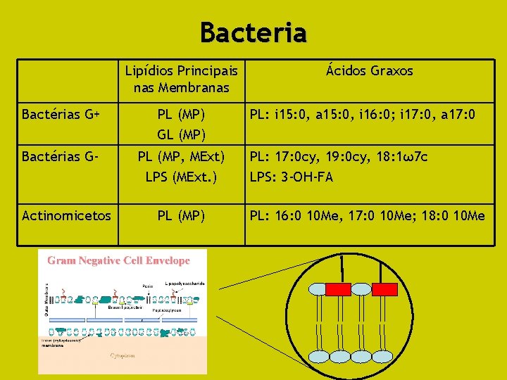 Bacteria Lipídios Principais nas Membranas Bactérias G+ PL (MP) GL (MP) Bactérias G- PL