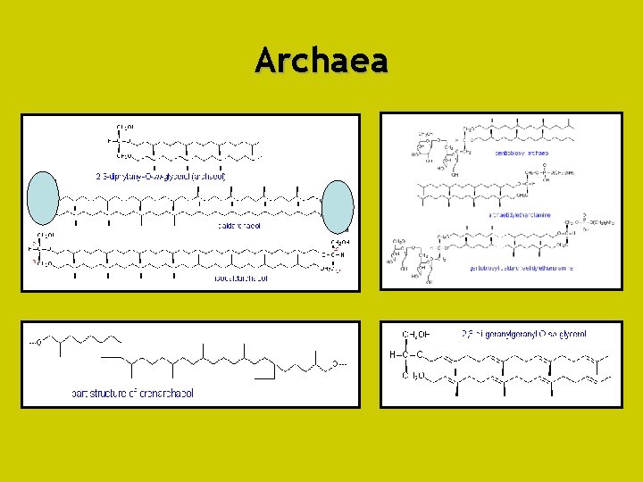 Archaea 