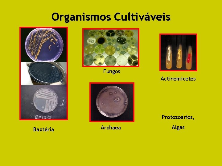 Organismos Cultiváveis Fungos Actinomicetos Protozoários, Bactéria Archaea Algas 