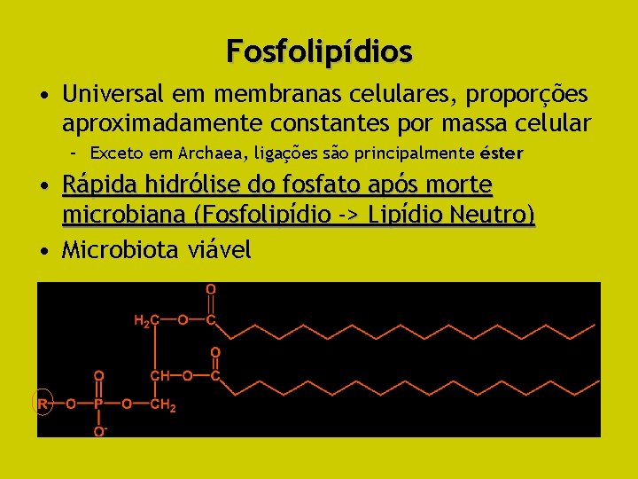 Fosfolipídios • Universal em membranas celulares, proporções aproximadamente constantes por massa celular – Exceto