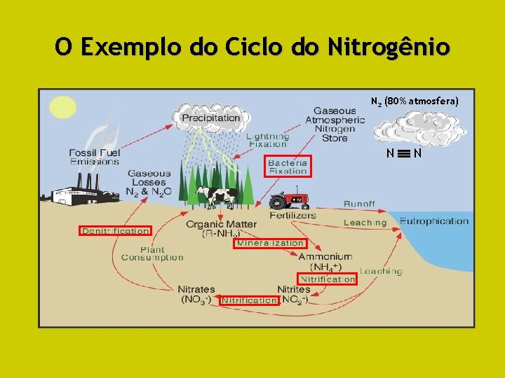 O Exemplo do Ciclo do Nitrogênio N 2 (80% atmosfera) N N 