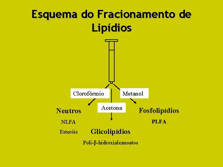 Esquema do Fracionamento de Lipídios Clorofórmio Neutros Metanol Acetona PLFA NLFA Esteróis Fosfolipídios Glicolipídios