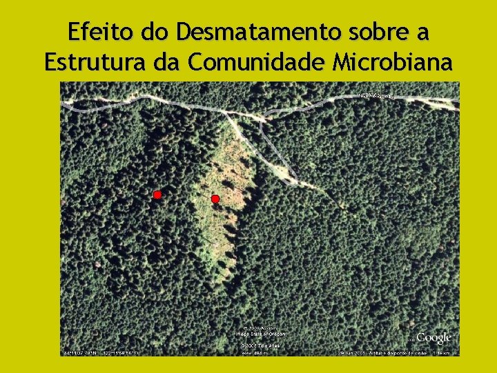 Efeito do Desmatamento sobre a Estrutura da Comunidade Microbiana 