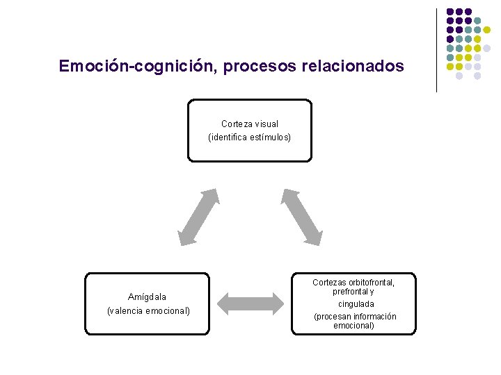 Emoción-cognición, procesos relacionados Corteza visual (identifica estímulos) Amígdala (valencia emocional) Cortezas orbitofrontal, prefrontal y