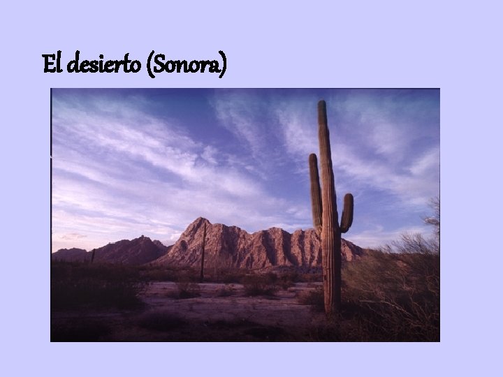 El desierto (Sonora) 