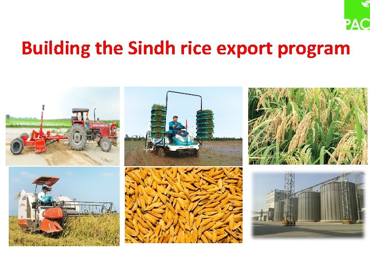 Building the Sindh rice export program 