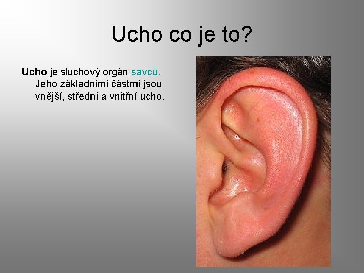 Ucho co je to? Ucho je sluchový orgán savců. Jeho základními částmi jsou vnější,