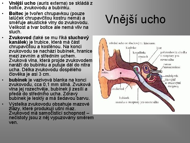  • • • Vnější ucho (auris externa) se skládá z boltce, zvukovodu a