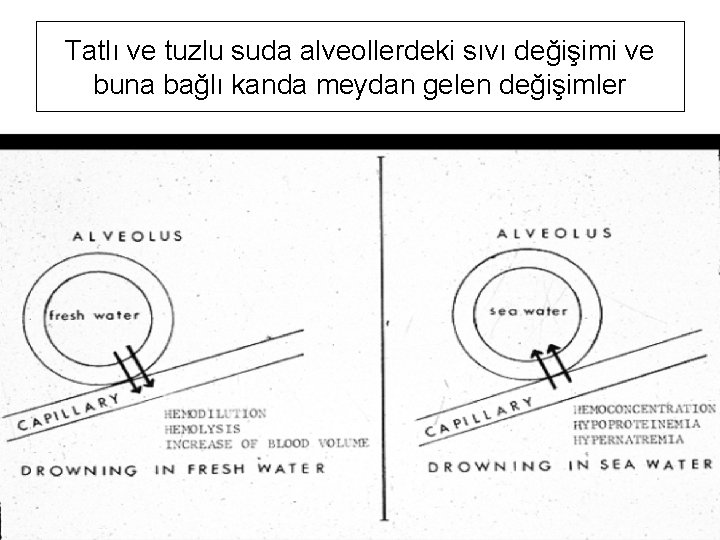 Tatlı ve tuzlu suda alveollerdeki sıvı değişimi ve buna bağlı kanda meydan gelen değişimler Tatlı ve tuzlu suda alveollerdeki sıvı değişimi ve buna bağlı kanda meydan gelen değişimler