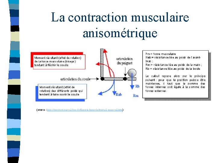 La contraction musculaire anisométrique (source : http: //prevost. pascal. free. fr/theorie/muscle/travail_muscul. htm) 