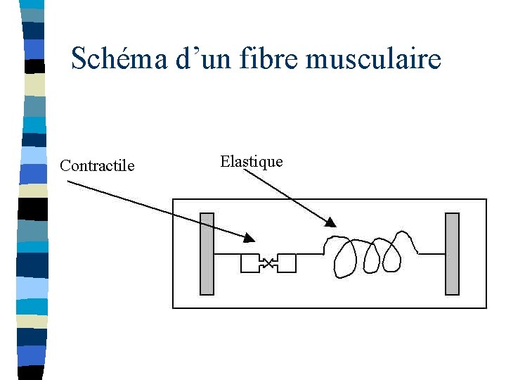 Schéma d’un fibre musculaire Contractile Elastique 