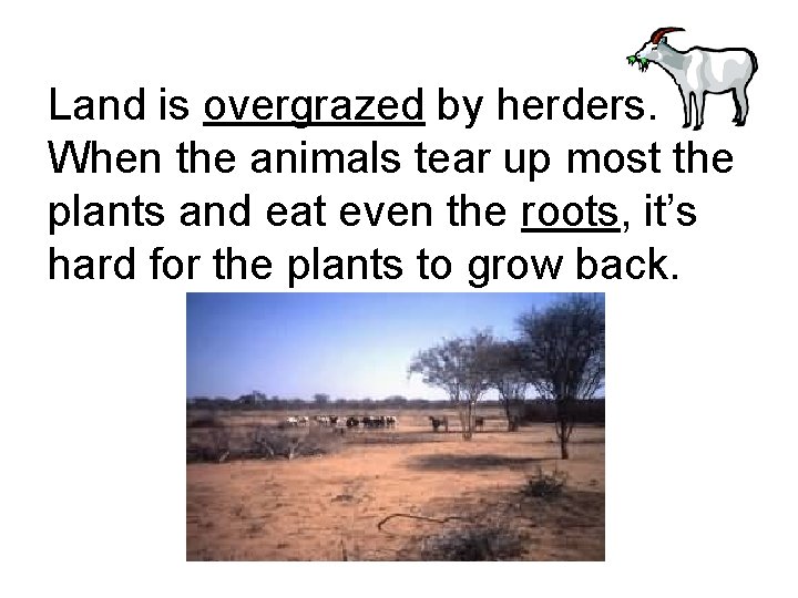 Land is overgrazed by herders. When the animals tear up most the plants and