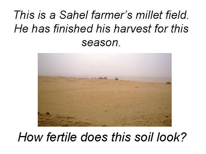 This is a Sahel farmer’s millet field. He has finished his harvest for this