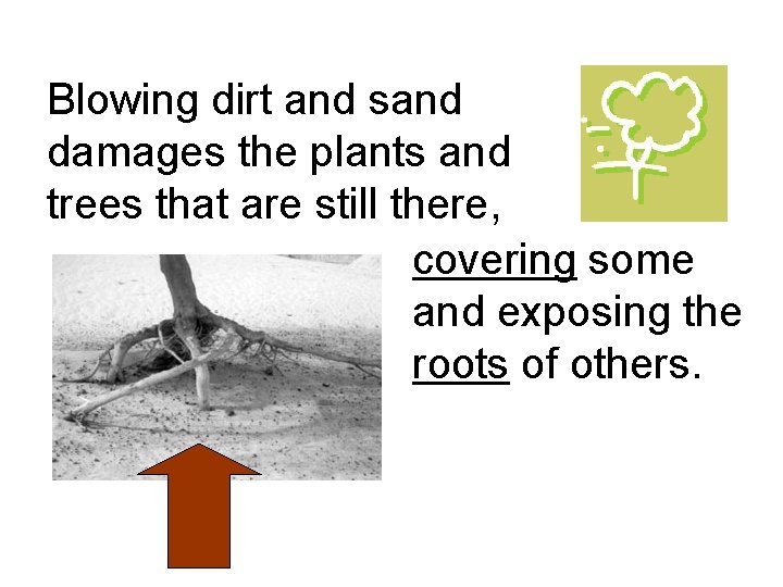 Blowing dirt and sand damages the plants and trees that are still there, covering