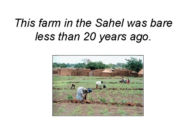 This farm in the Sahel was bare less than 20 years ago. 