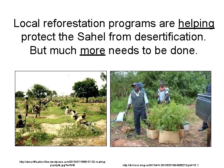 Local reforestation programs are helping protect the Sahel from desertification. But much more needs