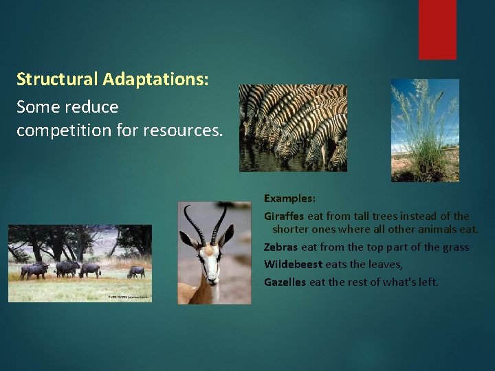 Structural Adaptations: Some reduce competition for resources. Examples: Giraffes eat from tall trees instead Structural Adaptations: Some reduce competition for resources. Examples: Giraffes eat from tall trees instead