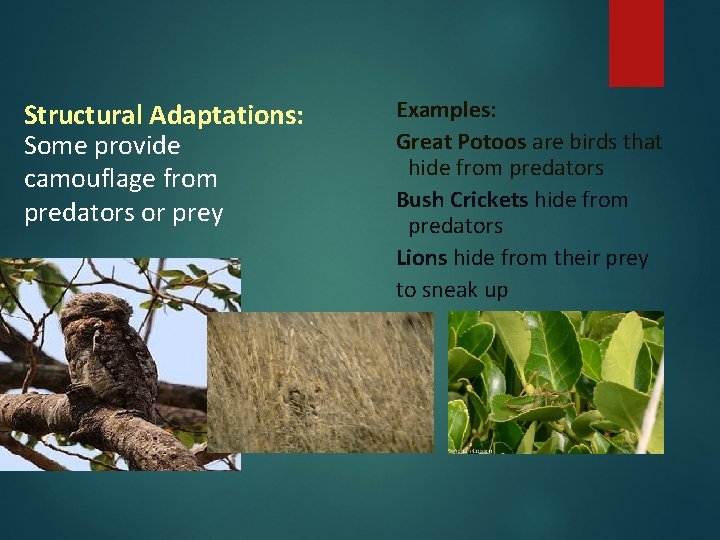 Structural Adaptations: Some provide camouflage from predators or prey Examples: Great Potoos are birds Structural Adaptations: Some provide camouflage from predators or prey Examples: Great Potoos are birds