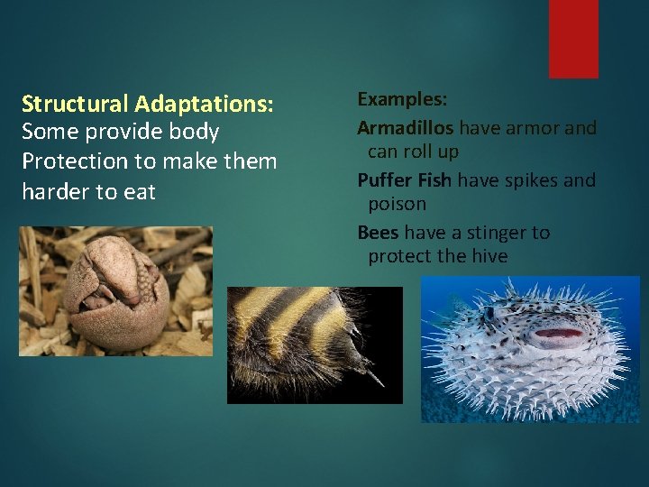 Structural Adaptations: Some provide body Protection to make them harder to eat Examples: Armadillos Structural Adaptations: Some provide body Protection to make them harder to eat Examples: Armadillos