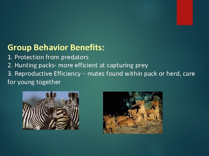 Group Behavior Benefits: 1. Protection from predators 2. Hunting packs- more efficient at capturing Group Behavior Benefits: 1. Protection from predators 2. Hunting packs- more efficient at capturing