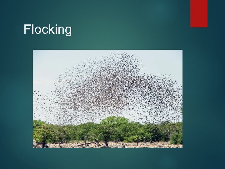 Flocking Flocking