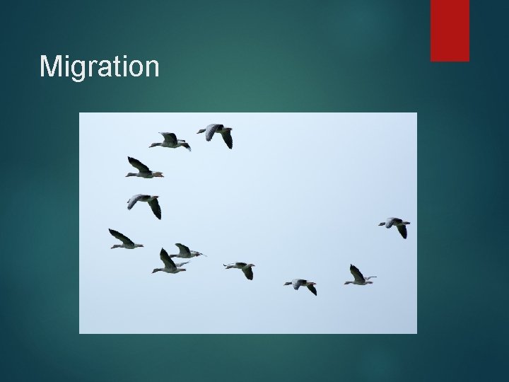 Migration Migration
