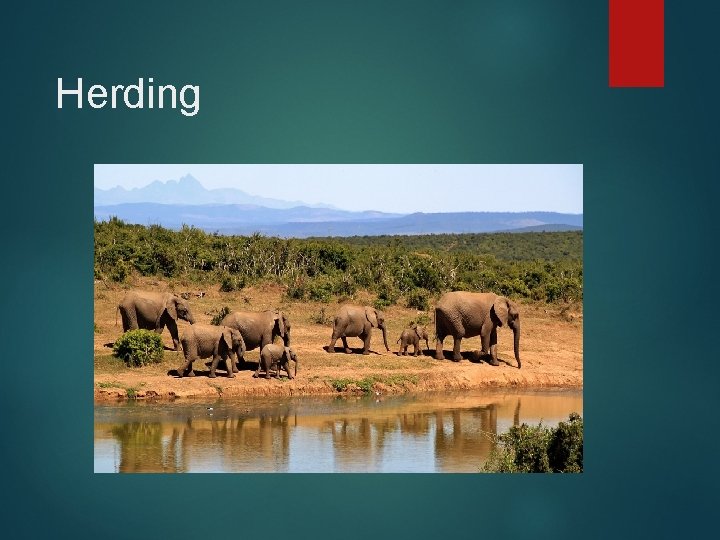 Herding Herding