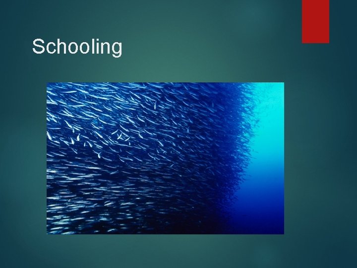 Schooling Schooling