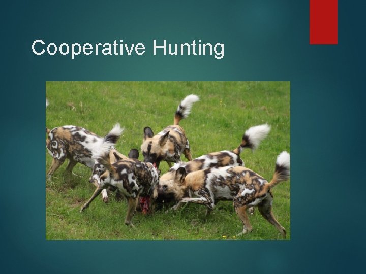 Cooperative Hunting Cooperative Hunting