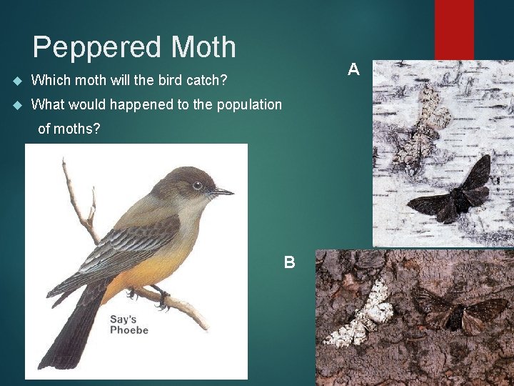 Peppered Moth Which moth will the bird catch? What would happened to the population Peppered Moth Which moth will the bird catch? What would happened to the population