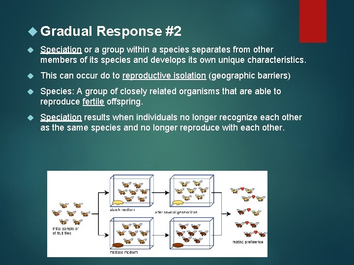 Gradual Response #2 Speciation or a group within a species separates from other Gradual Response #2 Speciation or a group within a species separates from other