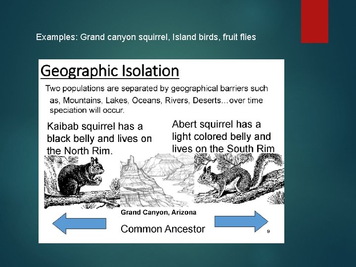 Examples: Grand canyon squirrel, Island birds, fruit flies Examples: Grand canyon squirrel, Island birds, fruit flies