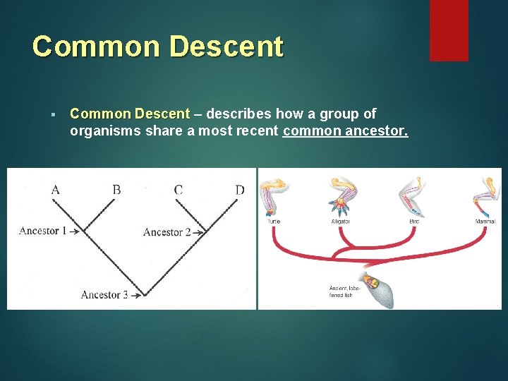 Common Descent § Common Descent – describes how a group of Common Descent organisms Common Descent § Common Descent – describes how a group of Common Descent organisms