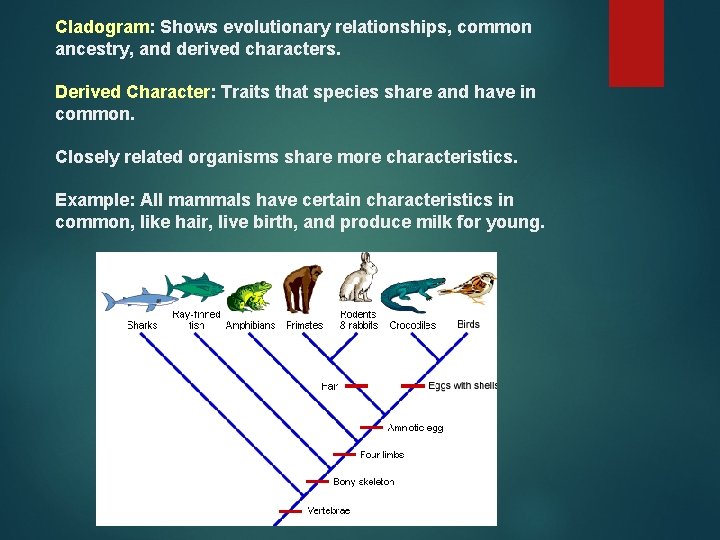 Cladogram: Shows evolutionary relationships, common ancestry, and derived characters. Derived Character: Traits that species Cladogram: Shows evolutionary relationships, common ancestry, and derived characters. Derived Character: Traits that species