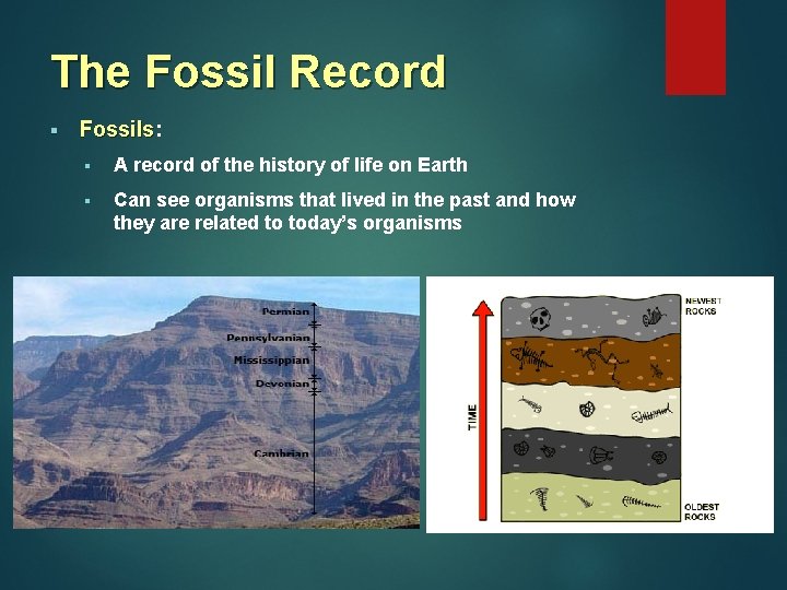 The Fossil Record § Fossils: Fossils § A record of the history of life The Fossil Record § Fossils: Fossils § A record of the history of life