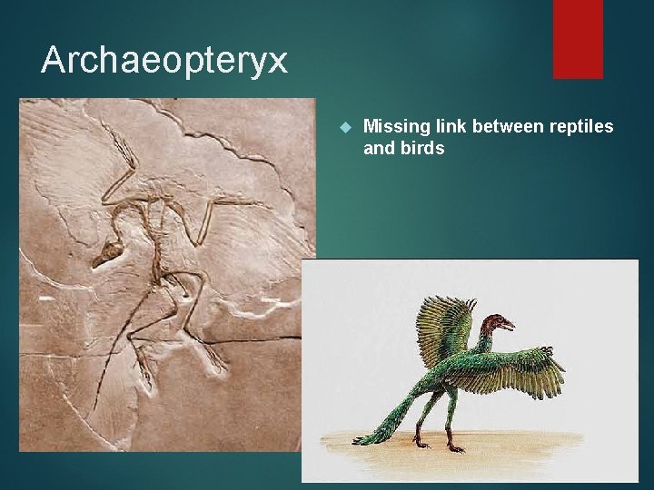 Archaeopteryx Missing link between reptiles and birds Archaeopteryx Missing link between reptiles and birds